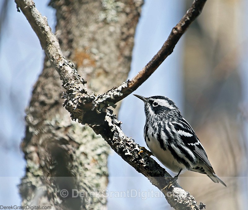 Black & White Warbler - male - Birds of Atlantic Canada