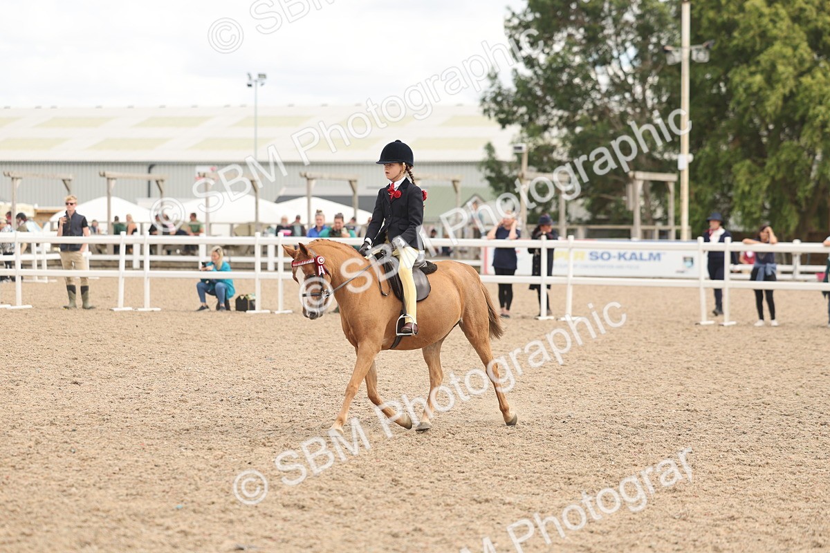 SBM_16010 - Class 311 - Ridden Show pony-Show hunter Pony