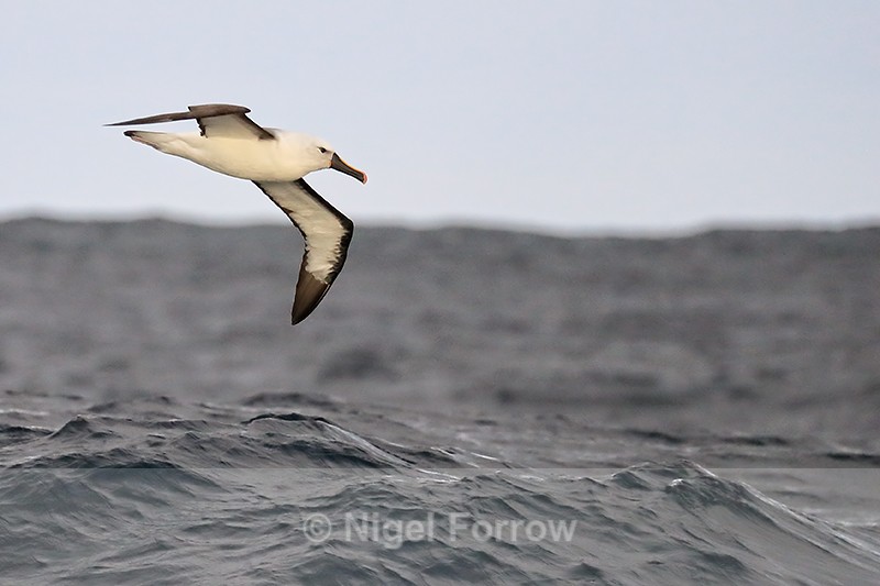 Atlantic Yellow-nosed Albatross flying, at sea, South Africa - Atlantic Yellow-nosed Albatross