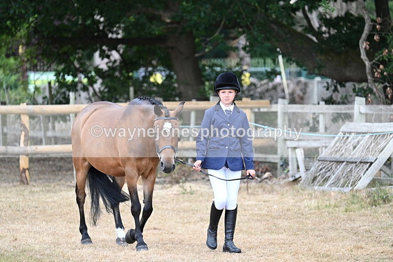 WJ7_9445 - Class 5 Most Handsome Gelding (up to 14.2hh)