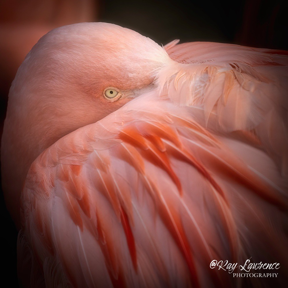 Chilean flamingo - RLP_2332-696 - Vulnerable and Beyond