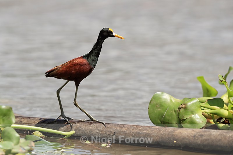 Northern Jacana (adult), Sierpe River, Costa Rica - Northern Jacana