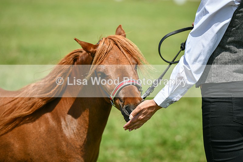 DSC_7176 - Class 61: Miniature Horse 4yrs & over