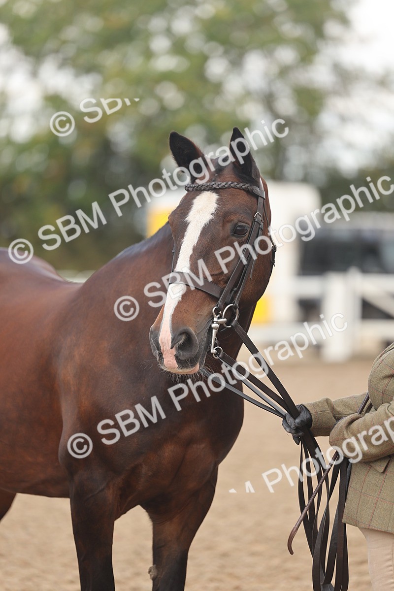 SBM_04352 - Class 17 - Prettiest Mare (IH or Ridden)