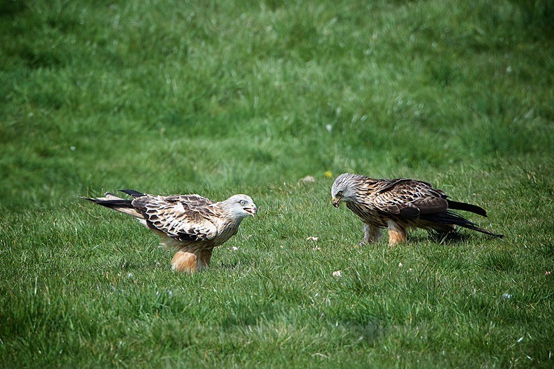  - Red Kites