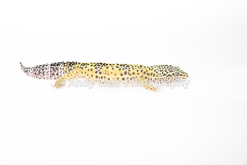 20140120-3K8A8394 - Lizards