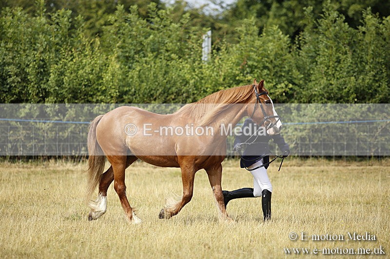 _C7A9330 - BVRC Sow 2018 Ring 2