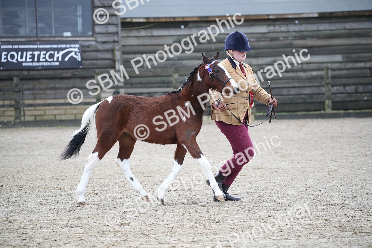 SBM_004592 - Class 5-9 - NPS In Hand-Show Hunter-Intermediate Ridden Inc Ridden Championship