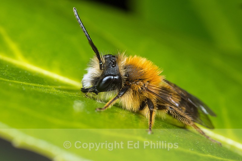 Andrena fulva (m) - Andrena fulva