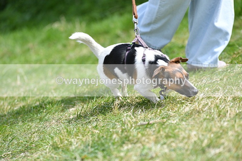 WJ5_0436 - Class 7 Best Terrier