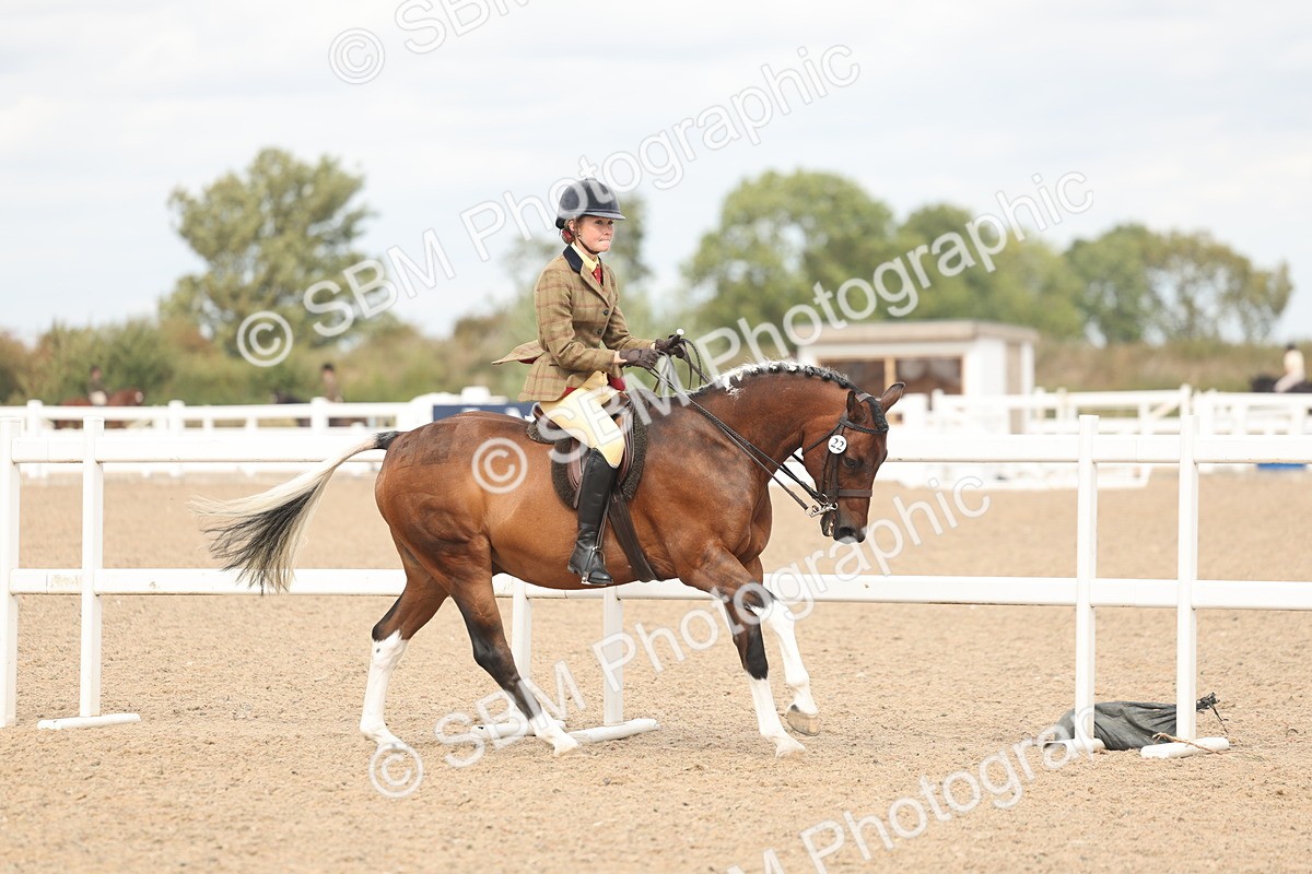 SBM_15979 - Class 311 - Ridden Show pony-Show hunter Pony