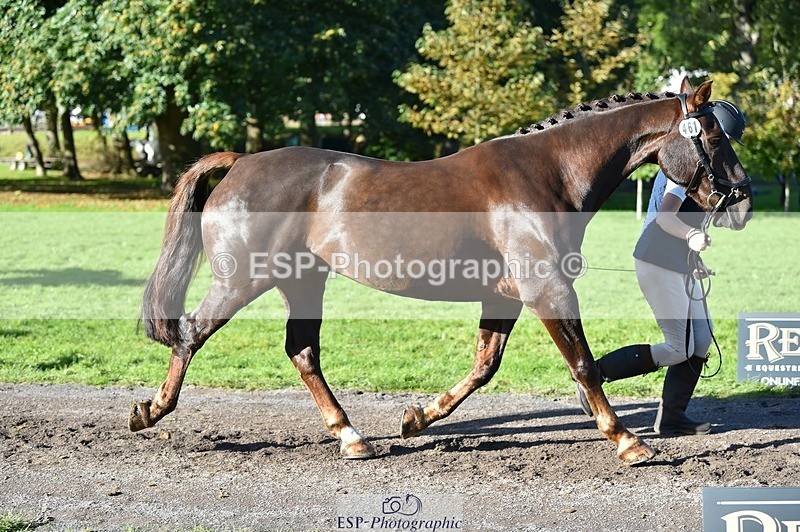 231022-110104-23664 - 461-WOODLANDS.JESTER-Karen.Cowling-TrotUp+SJ