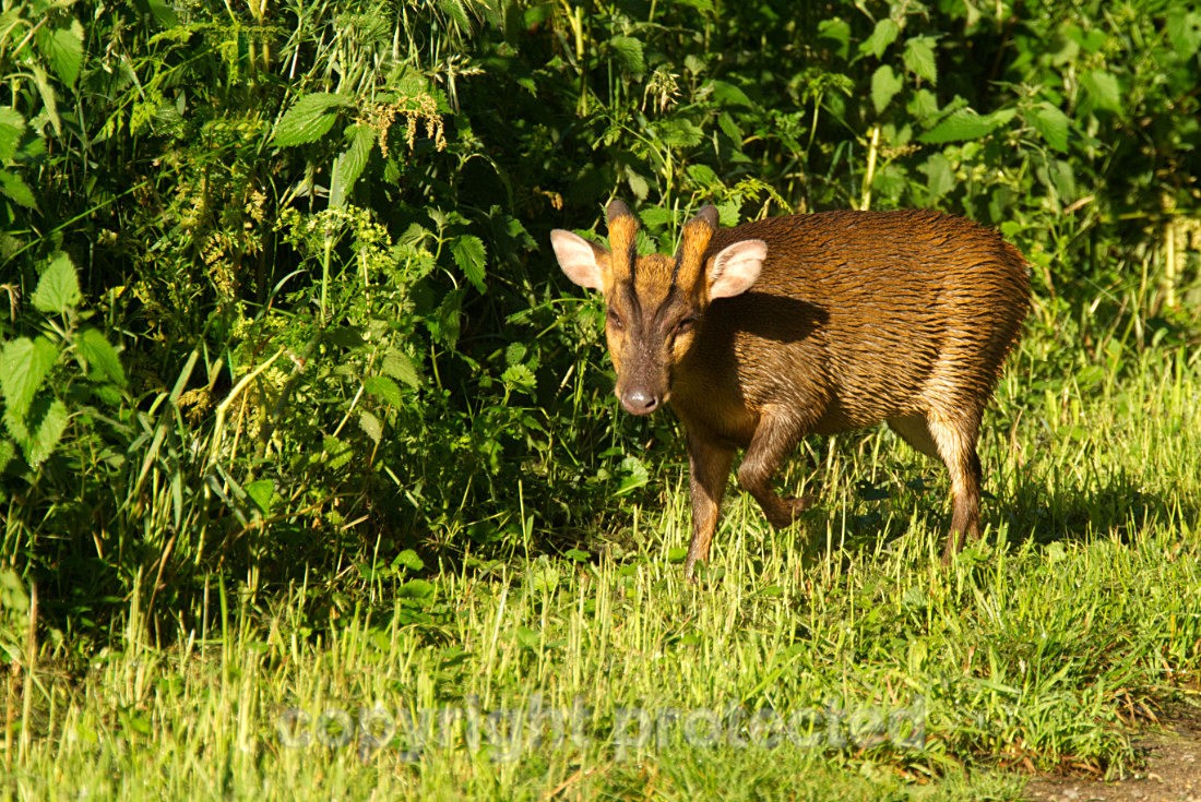 Muntjac Deer - RSPB Lakenheeath - Suffolk - Mammals