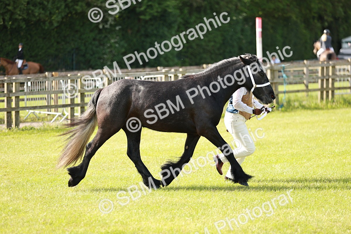 SBM_00894 - Class 14-23 - Mountain & Moorland In Hand Non Welsh