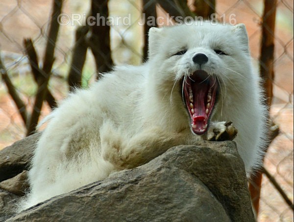 Yaawnn.. - Animals