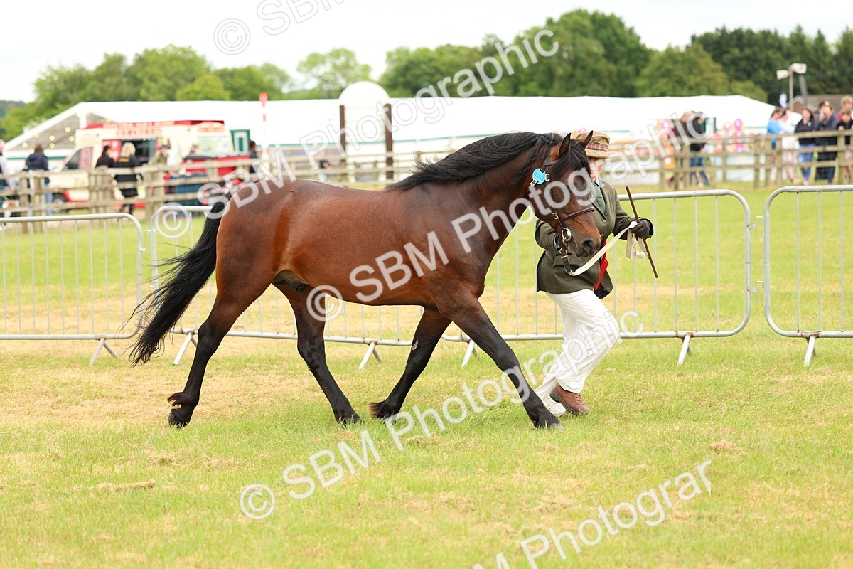 SBM_04309 - Class 64-67 - Shetland Pony In Hand