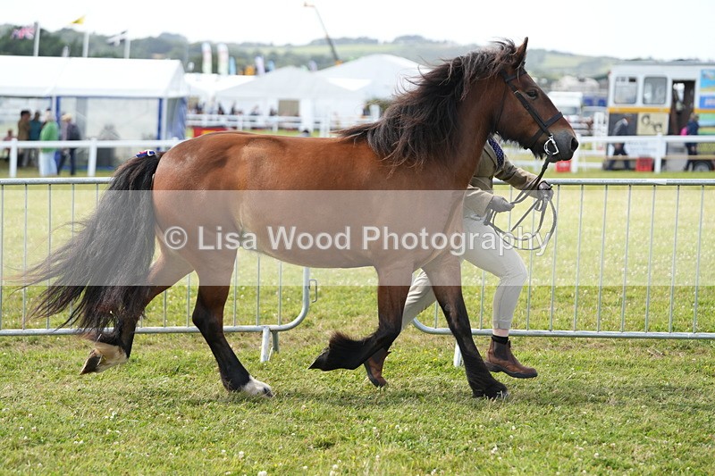 DSC05739 - Class 51: NPS M&M 4 years and over Large Breeds