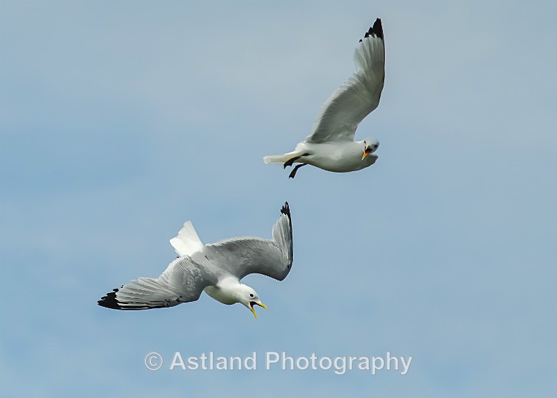Astland Photography, Bird and Wildlife Images, Susan and Peter Wilson, U.K.