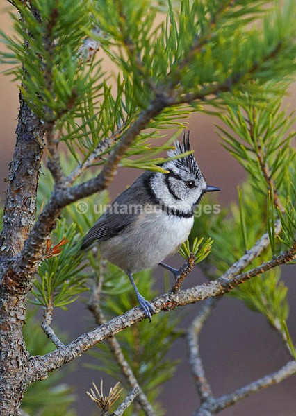 Crested Tit - United Kingdom