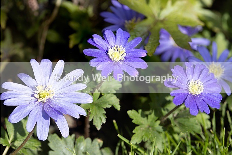 190420-untitled-1L4A0936-Edit - Plants & Flowers