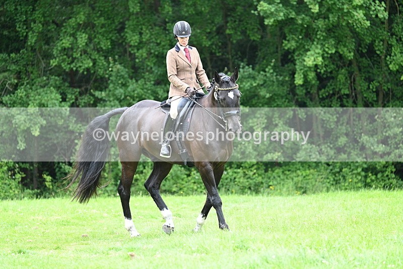 WJ7_4103 - Class 14A Handsome Gelding