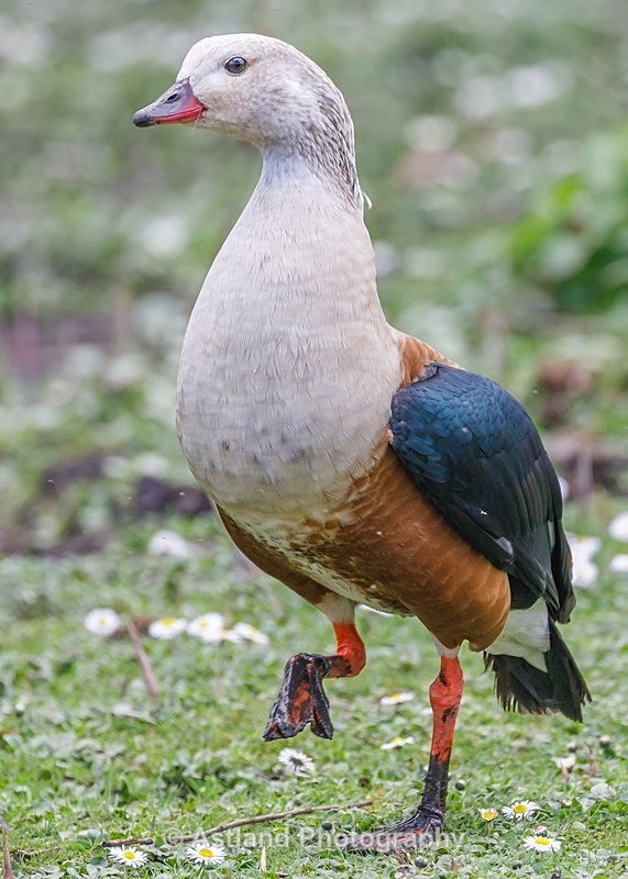 Astland Photography, Bird and Wildlife Images, Susan and Peter Wilson, U.K.