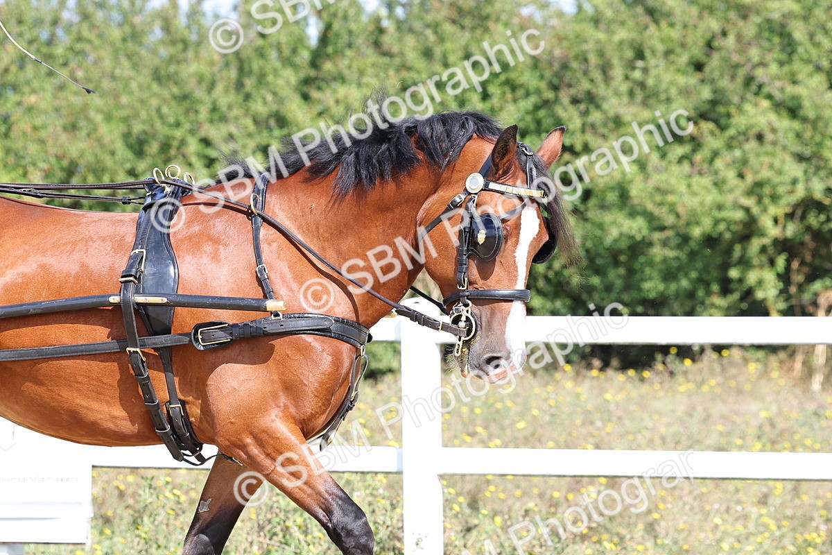 SBM_000871 - Class 8 - Novice Horse or Pony to any vehicle