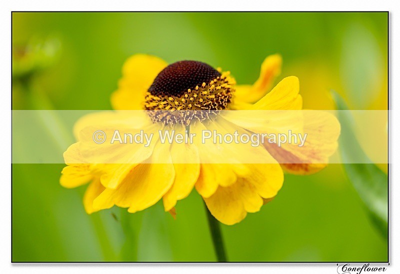 190710-untitled-1L4A2325-Edit - Plants & Flowers