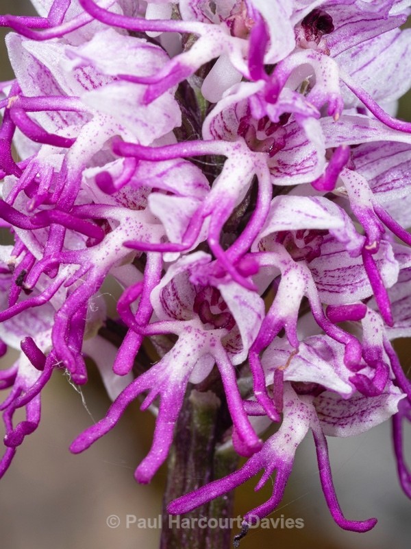 Monkey_Orchid (Orchis simia) - Wild Orchids 2021