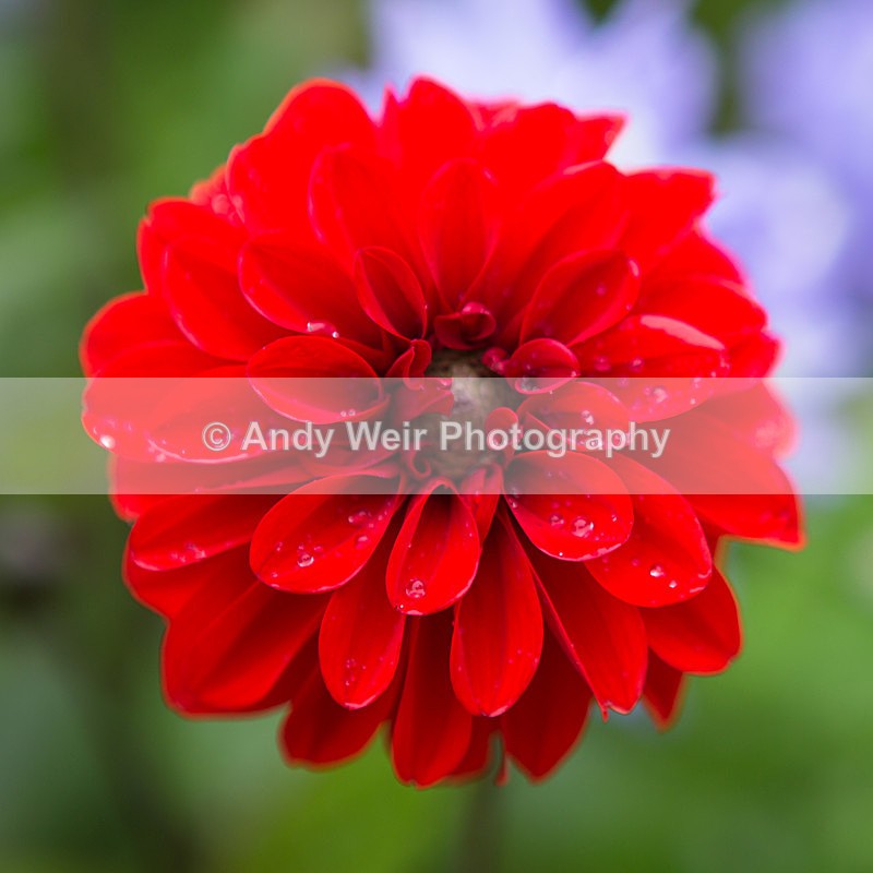 20130804-3K8A5387 - Plants & Flowers