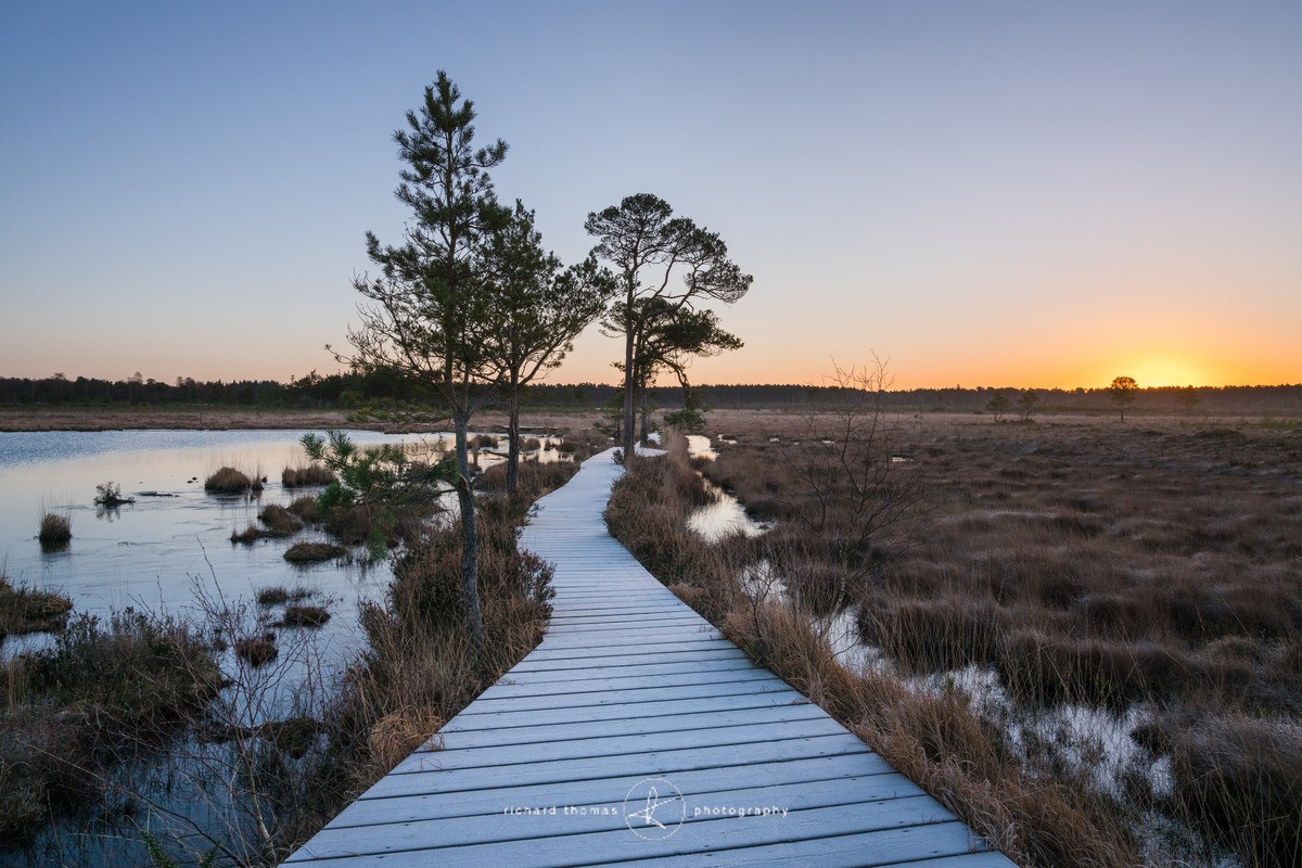 Thursley Common duckboard frost. - WINTER