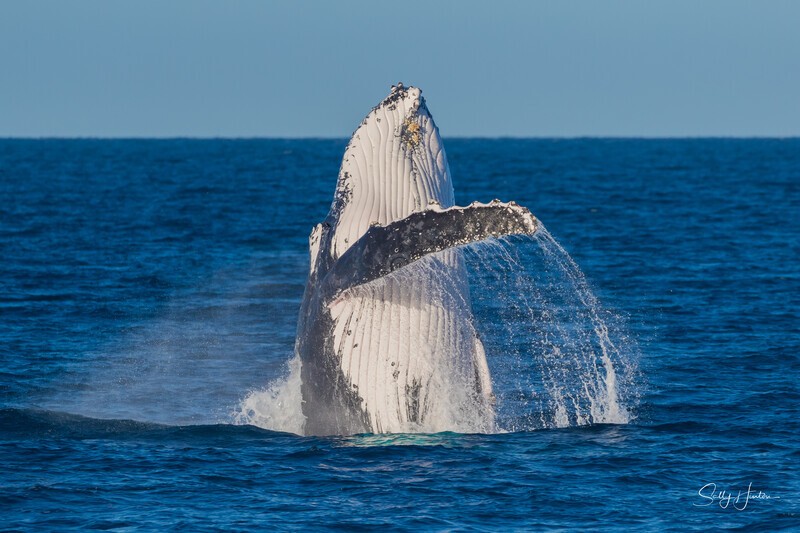 HB Breach 28. 0A3A5887 - Copy - 2025 Hervey Bay Whales