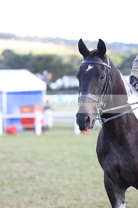 JPP_3504 - Class 22: Working Hunter 90cm