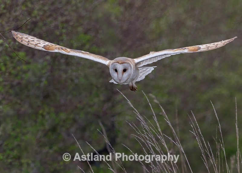 Astland Photography, Bird and Wildlife Images, Susan and Peter Wilson, U.K.