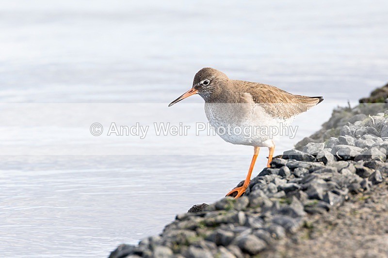 180307-Wirral0221 - Redshank