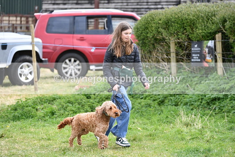 WJ5_9161 - Class 1 Best Cross Breed / Heniz 57