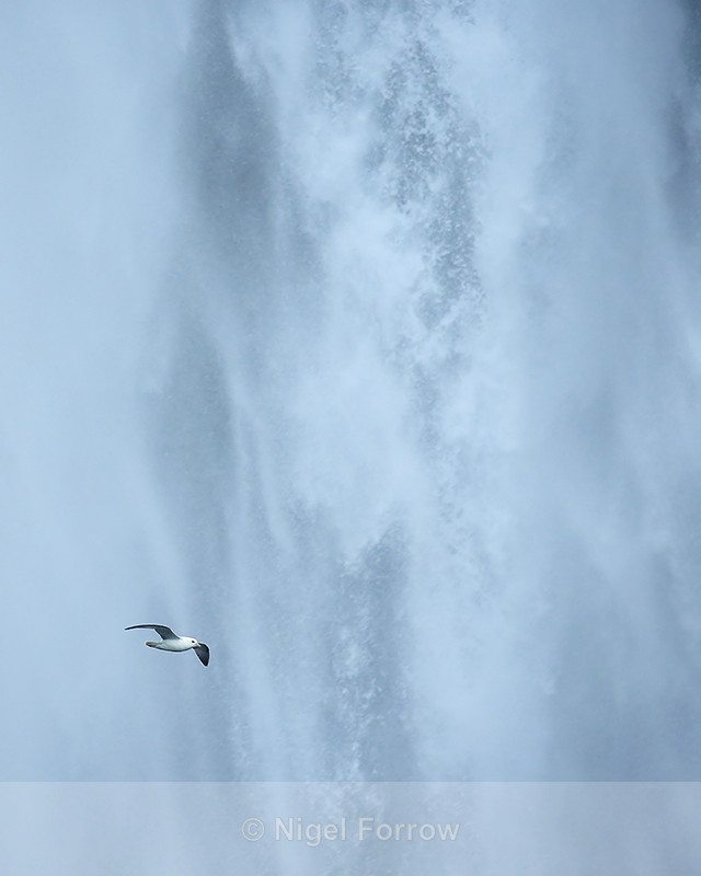 Fulmar flying across waterfall, Seljalandsfoss, Iceland - Fulmar