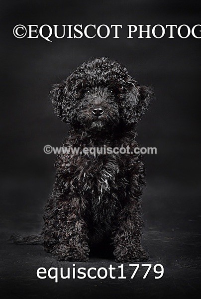 equiscot1779 - BONNIE