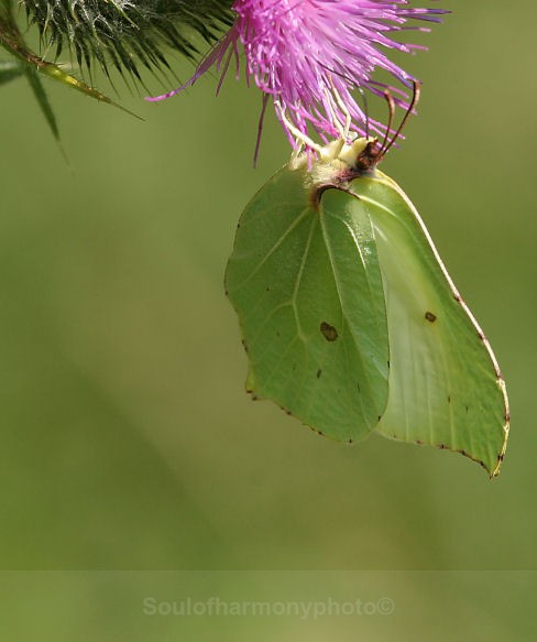 Brimstone - Invertebrate's Macro