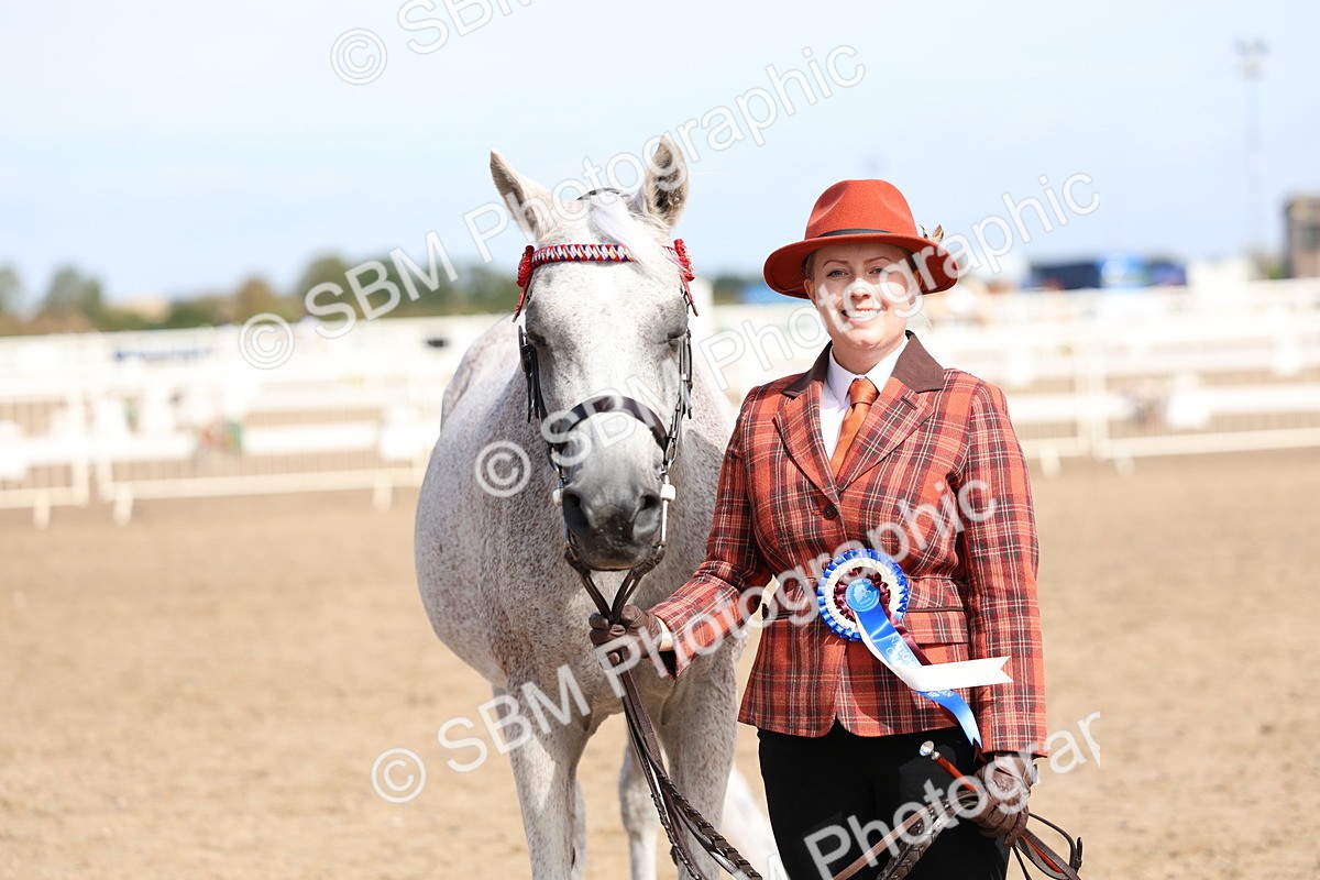 SBM_01929 - Class 18 - Handsomest Gelding - IH or Ridden