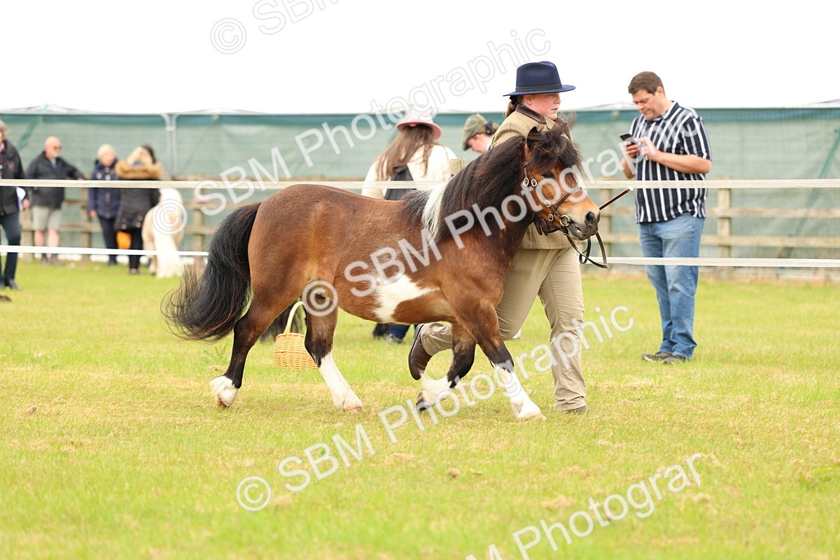 SBM_04364 - Class 64-67 - Shetland Pony In Hand