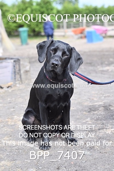 BPP_7407 - BLACK LAB
