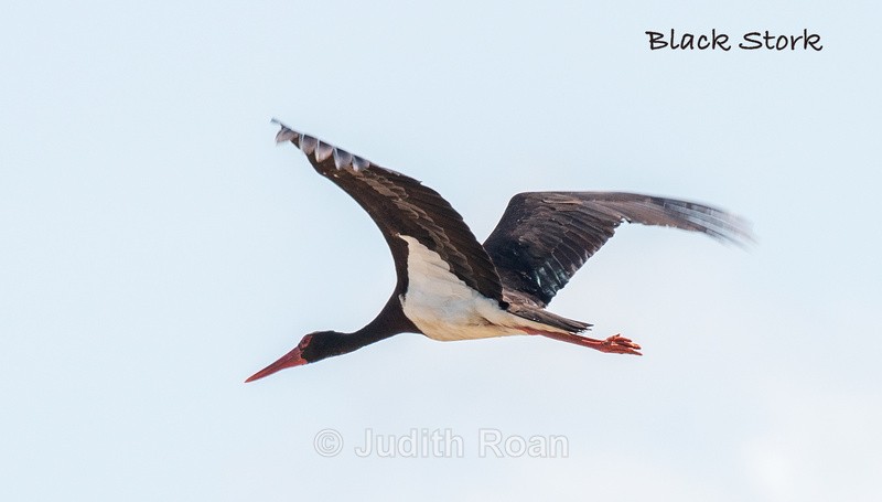  - South Africa Birds and Mammals