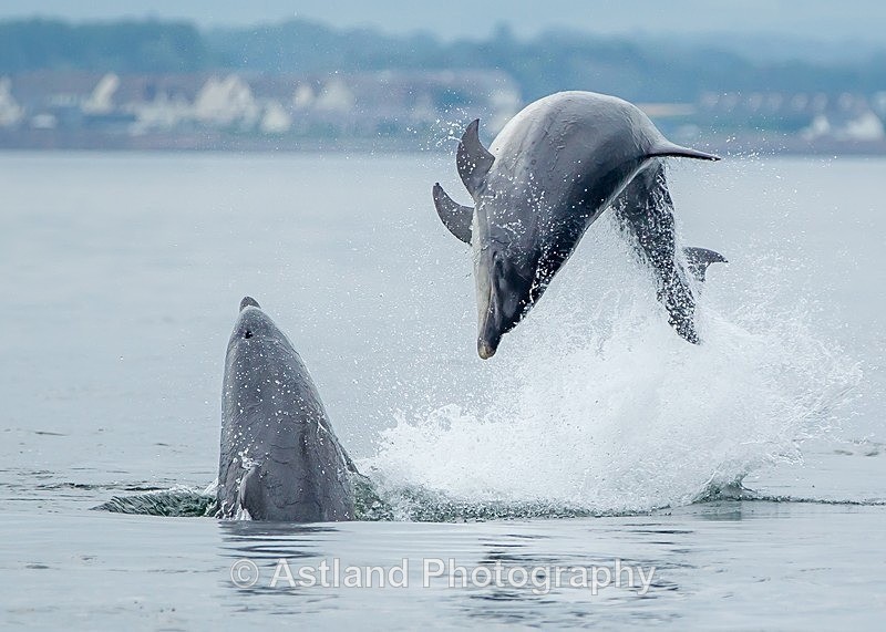 Astland Photography, Bird and Wildlife Images, Susan and Peter Wilson, U.K.