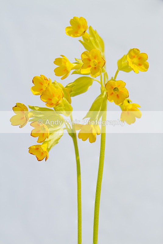 20130526-_MG_3796-1976 - Plants and Flowers
