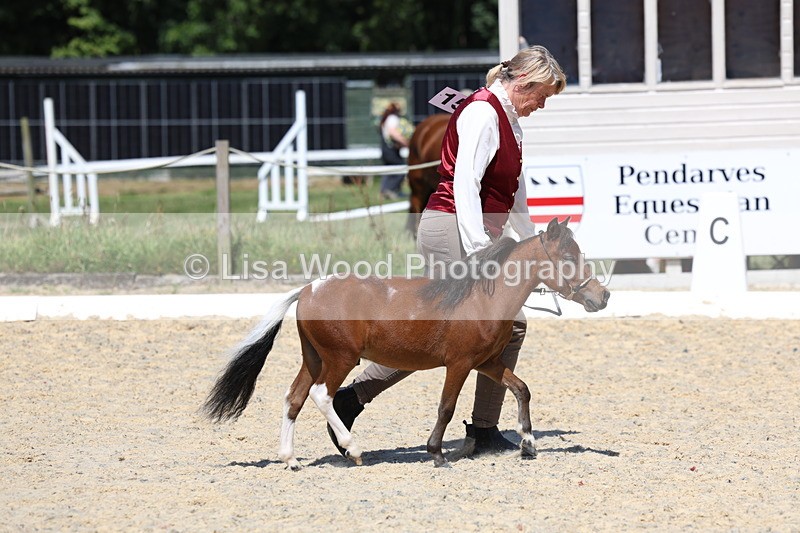 3E7A9458 - Class 30: Mnititature Horse