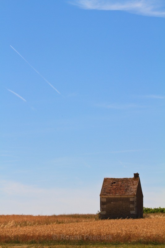 Cornfield - European Landscapes