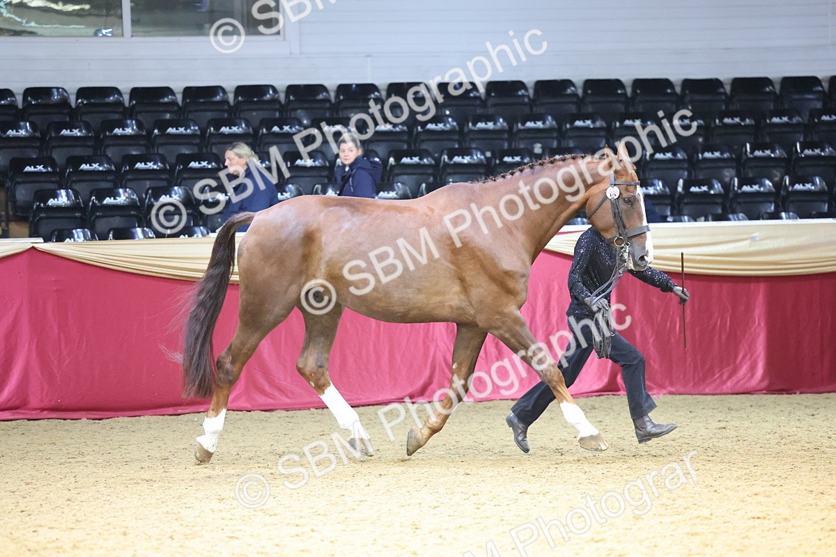 SBM_22640 - Class 903 - Supreme Final - IH Pre Vet