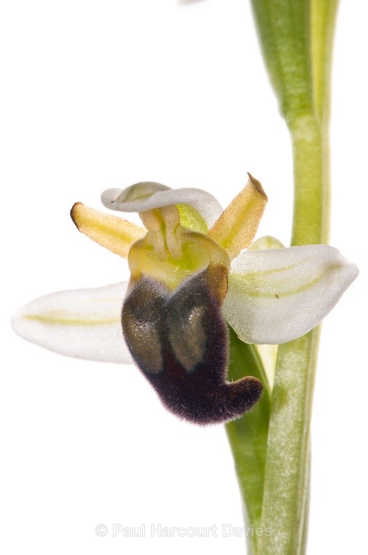  - WB: Orchids - Ophrys
