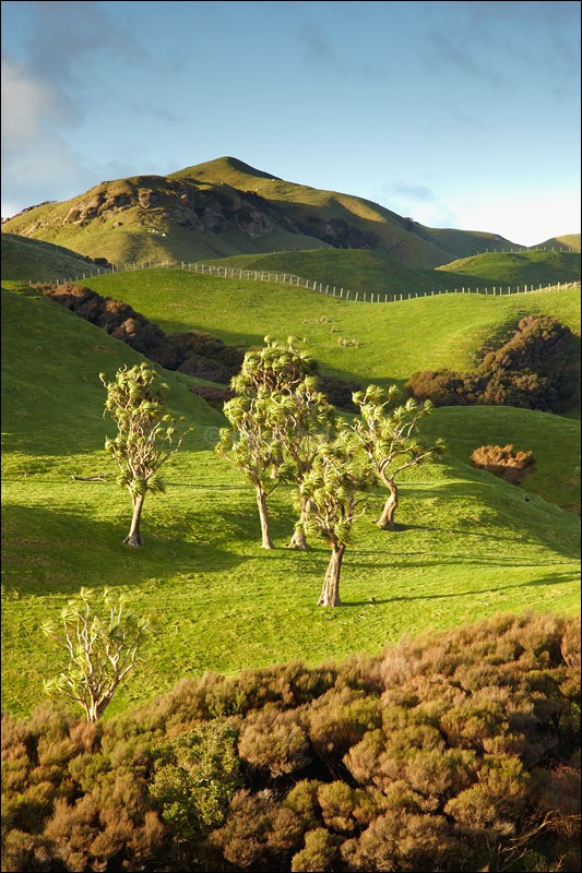 Golden Bay Trees